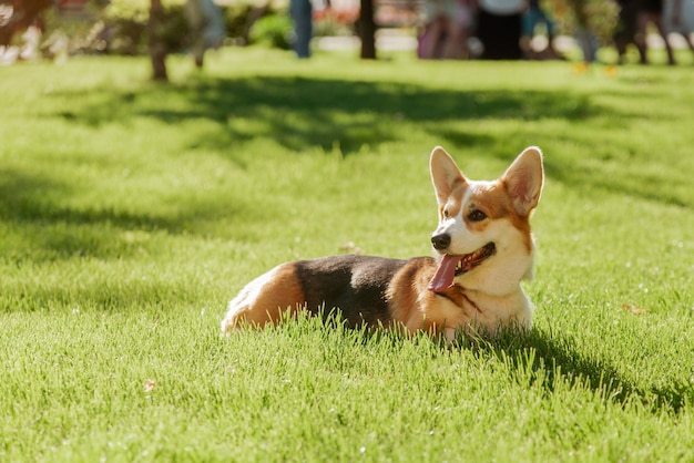 Un perro Corgi sobre un fondo de hierba verde en un día soleado en el parque