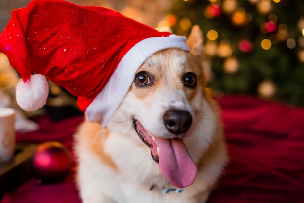 Perro Corgi con sombrero de Santa acostado en la cama en su casa