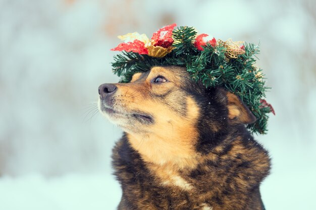 Perro con corona de Navidad