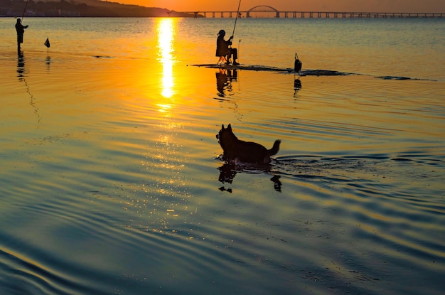 Un perro corre por el agua al amanecer. Amanecer sobre el mar.