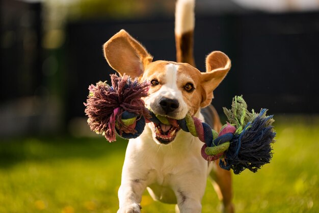 Foto el perro corre, el beagle salta, se divierte en el jardín.