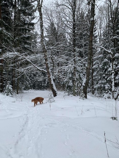 El perro corre por el bosque nevado.