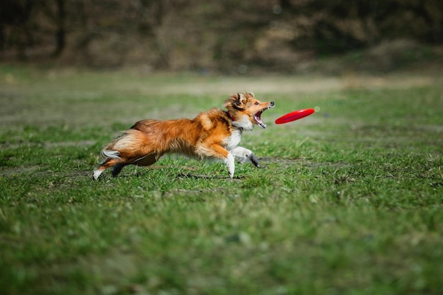 Un perro corre por un campo con un frisbee en la boca.