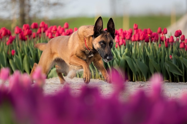 Un perro corre por un campo de tulipanes.