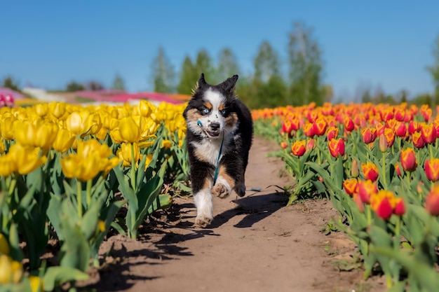 Un perro corre por un campo de tulipanes.