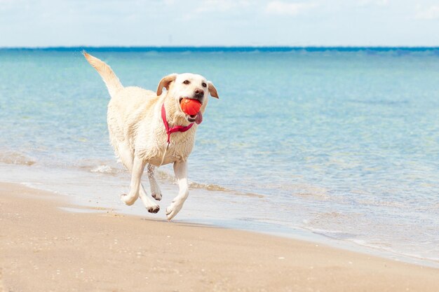 Perro corre a lo largo de la playa en verano contra el fondo del perro perdiguero de mar con una pelota