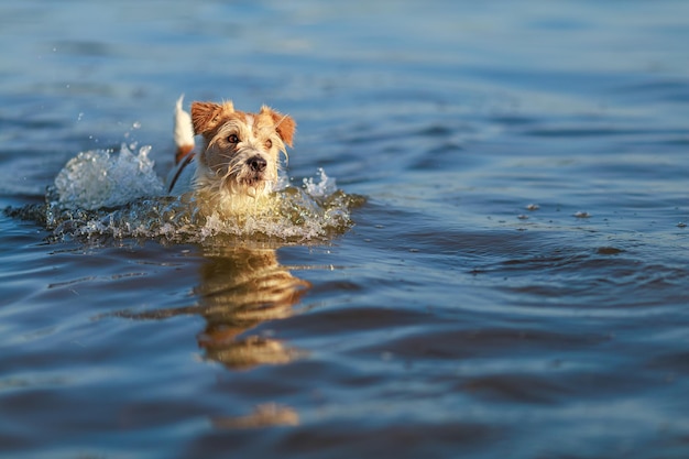 El perro corre sobre el agua Jack Russell Terrier húmedo de pelo duro en la orilla del mar Mascota saltadora Atardecer