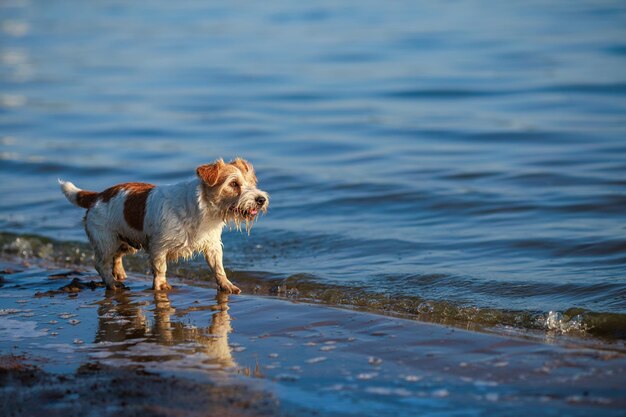 Foto el perro corre sobre el agua jack russell terrier húmedo de pelo duro en la orilla del mar puesta de sol