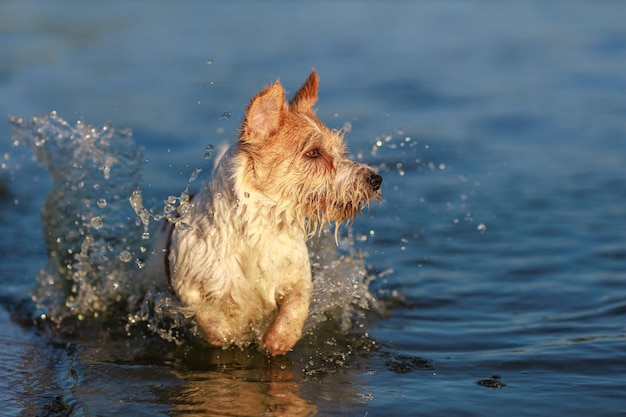 El perro corre sobre el agua Jack Russell Terrier húmedo de pelo duro en la orilla del mar Puesta de sol