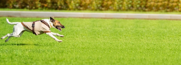 Un perro corre