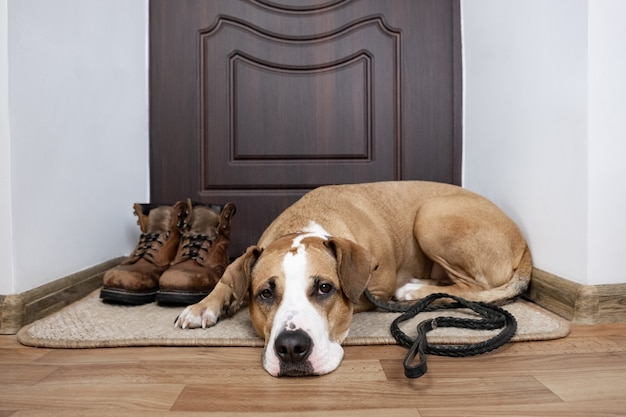 Perro con una correa esperando un paseo. Staffordshire terrier perro con una correa acostada sobre un felpudo cerca de la puerta principal del apartamento.