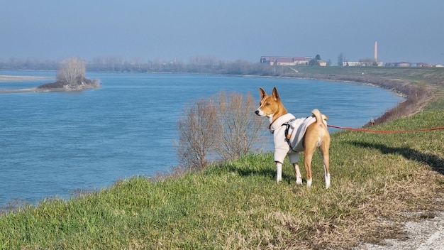 Un perro con correa mira hacia un río.