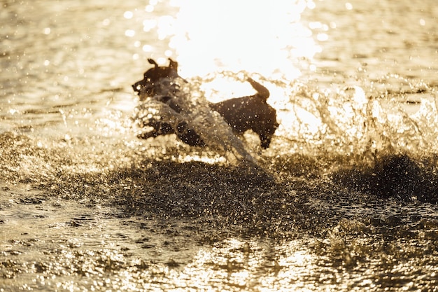 Perro corriendo en agua de mar