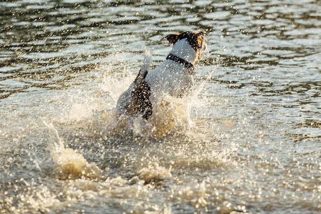 Perro corriendo en agua de mar