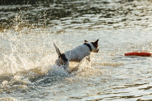 Perro corriendo en agua de mar