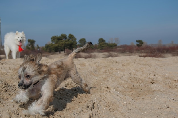 Un perro corriendo en la arena con la cola hacia arriba.