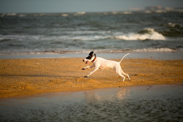 Foto perro corriendo por la arena en la playa