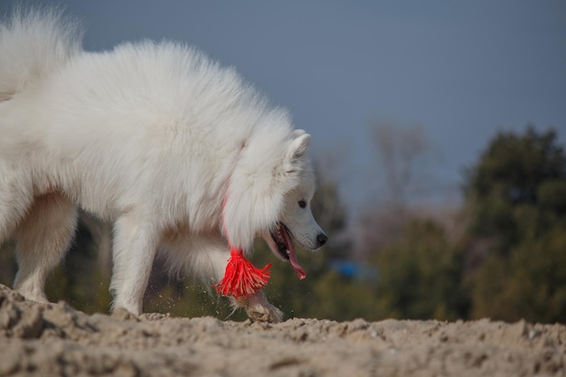 Un perro corriendo en la arena.