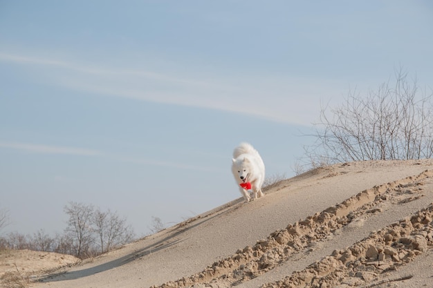 Un perro corriendo en la arena.