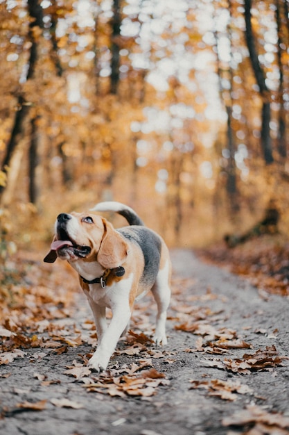 Perro corriendo en el bosque durante el otoño