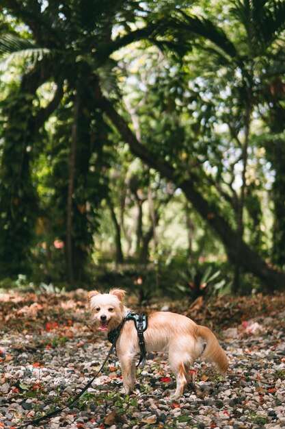 Foto perro corriendo en el bosque