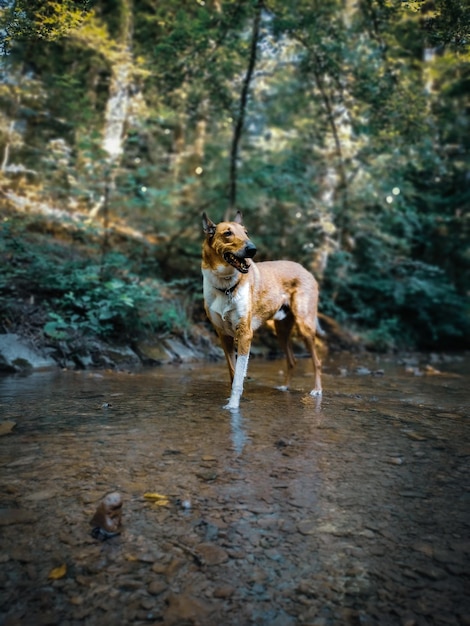 Foto perro corriendo en un bosque