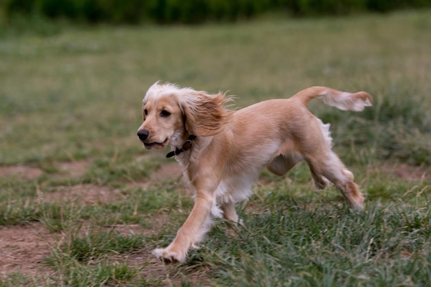 Perro corriendo por el campo de hierba