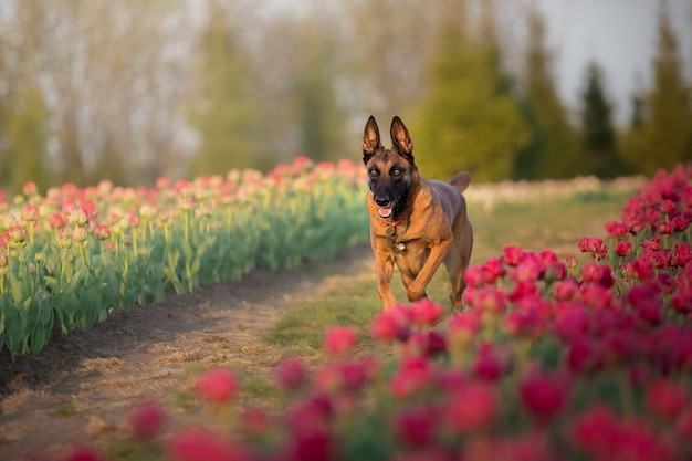 Un perro corriendo por un campo de tulipanes.