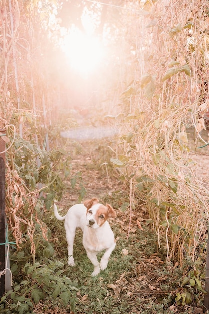 Foto perro corriendo por el campo