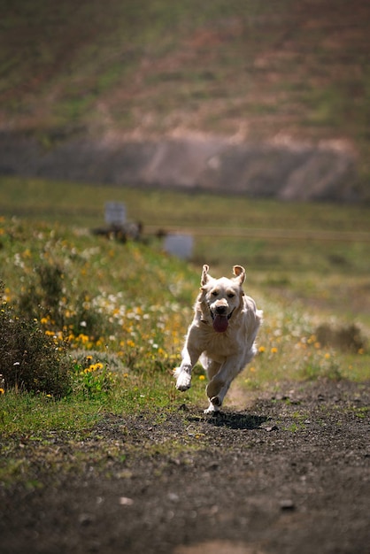 Foto perro corriendo en un campo