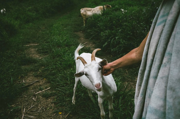 Foto perro corriendo por el campo