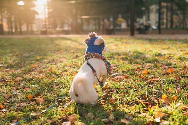 Perro corriendo en el campo