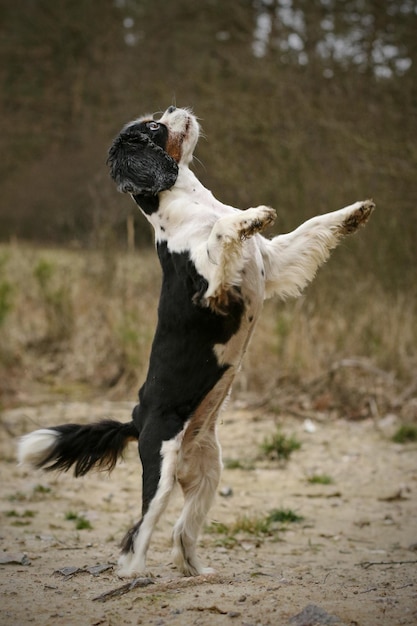 Foto perro corriendo en un campo