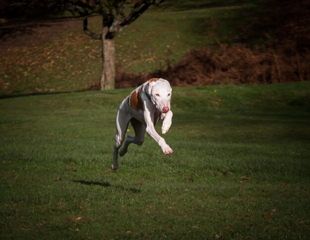 Foto perro corriendo en un campo