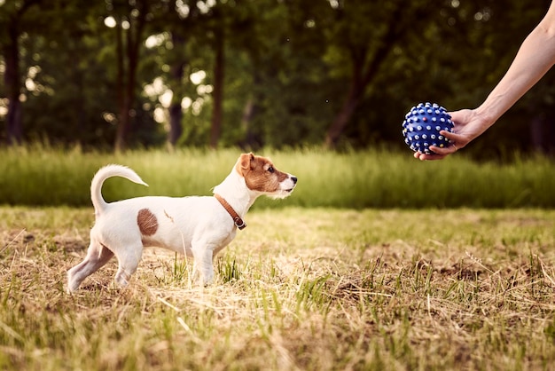 Foto perro corriendo por el campo