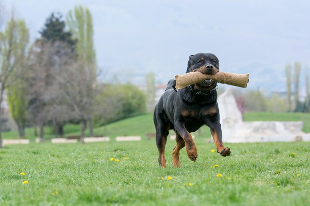 Perro corriendo por el campo