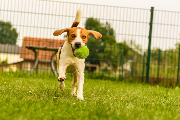 Foto perro corriendo por el césped