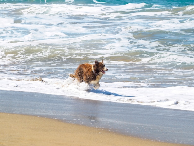 Perro corriendo juega por el océano. Grandes olas.