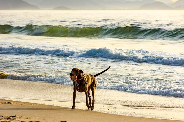 Perro corriendo y jugando en el borde de la playa de Ipanema en Río de Janeiro en una mañana de verano
