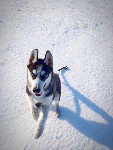 Perro corriendo en la nieve