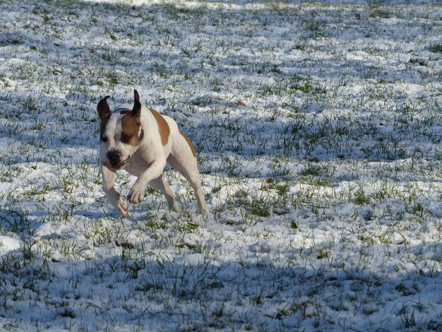 Foto perro corriendo en la nieve