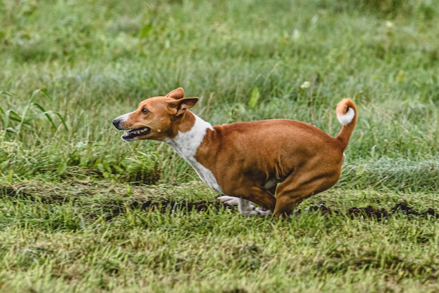 Perro corriendo en otoño y persiguiendo señuelo en el campo verde