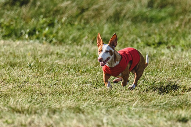 Foto perro corriendo en otoño y persiguiendo señuelo en el campo verde