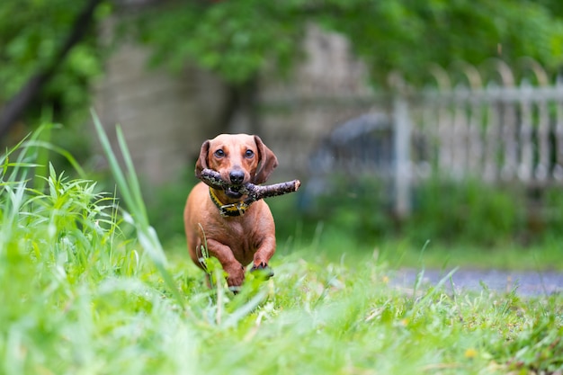 Perro corriendo con palo