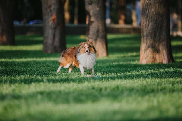 Un perro corriendo en un parque.