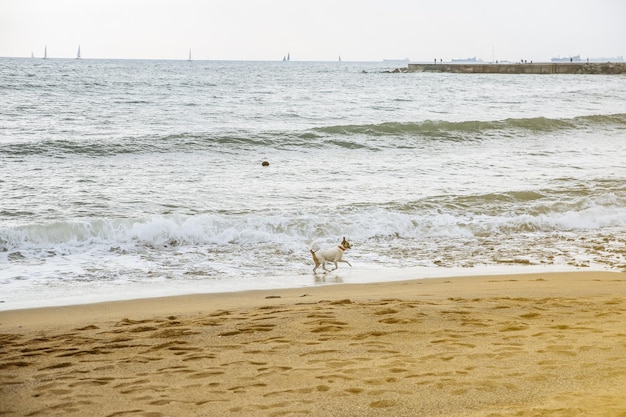 Perro corriendo en la playa Mascota disfrutando del agua