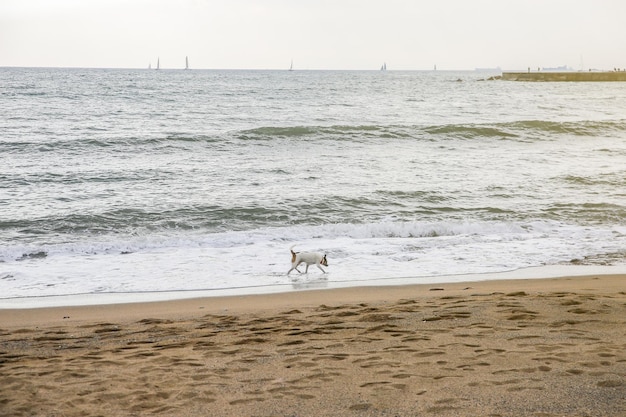 Perro corriendo en la playa Mascota disfrutando del agua