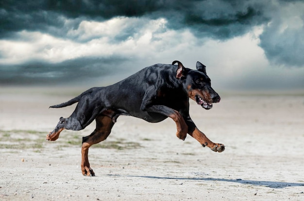 Perro corriendo por la playa