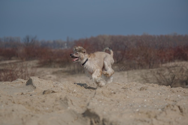 Un perro corriendo en una playa.