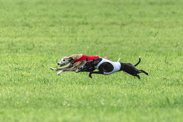 Perro corriendo rápido en campo verde en la competencia de carreras de señuelos